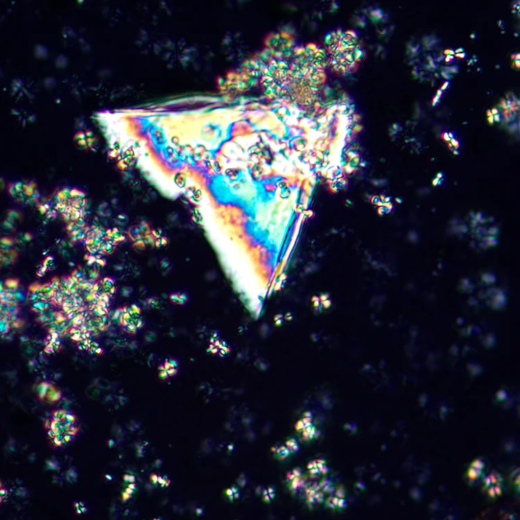 Mikroskop polaryzacyjny MAGUS Pol 850-1771409