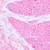 Mikroskop biologiczny cyfrowy MAGUS Bio D230TL LCD-1771423