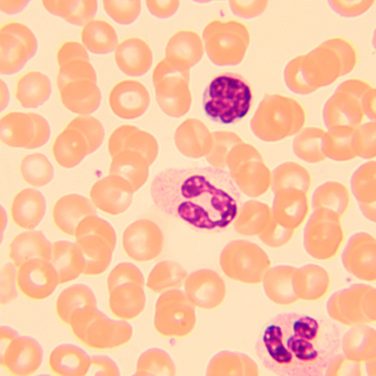 Mikroskop biologiczny ?yfrowy MAGUS Bio D250T-1771424