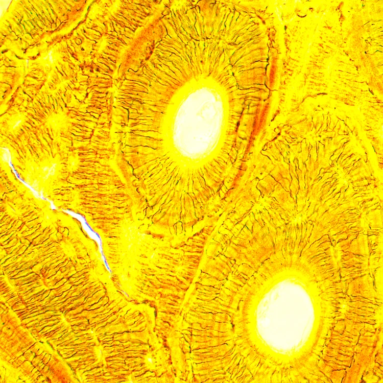 Mikroskop biologiczny ?yfrowy MAGUS Bio D250T-1771425