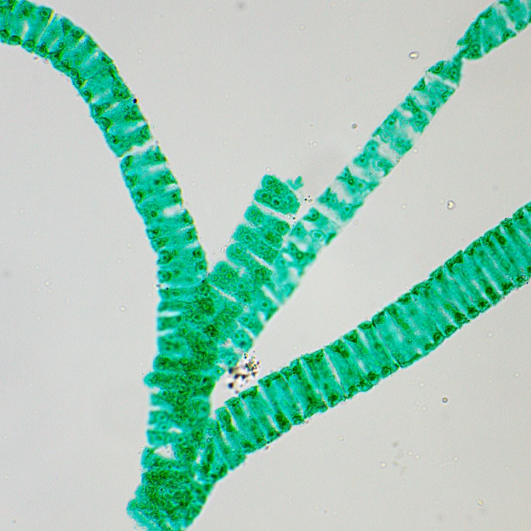 Mikroskop biologiczny ?yfrowy MAGUS Bio D250T-1771426