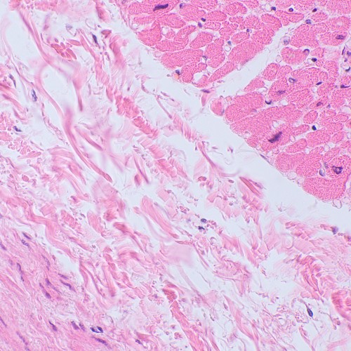 Mikroskop biologiczny ?yfrowy MAGUS Bio D250TL-1771431
