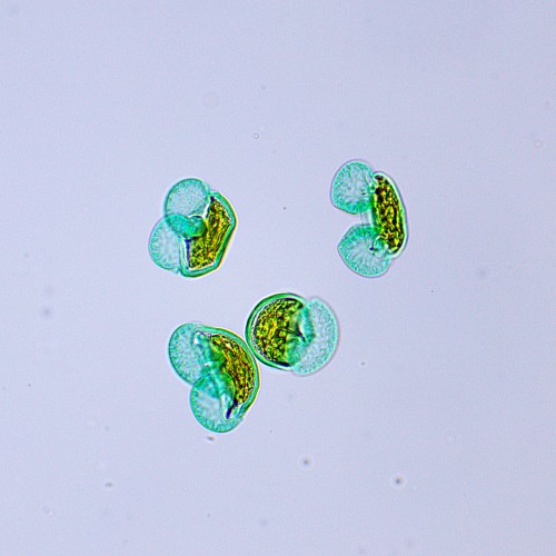 Mikroskop biologiczny ?yfrowy MAGUS Bio D250TL-1771432