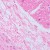 Mikroskop biologiczny cyfrowy MAGUS Bio D250TL LCD-1771434