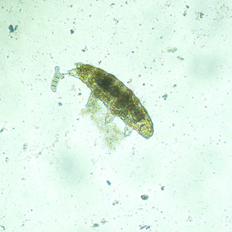 Odwrócony mikroskop biologiczny cyfrowy MAGUS Bio VD300 LCD-1771438