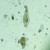 Odwrócony mikroskop biologiczny cyfrowy MAGUS Bio VD300 LCD-1771439