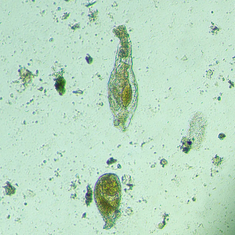 Odwrócony mikroskop biologiczny cyfrowy MAGUS Bio VD300 LCD-1771439