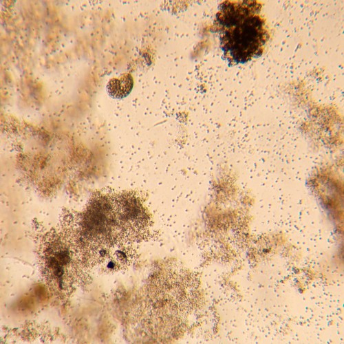 Odwrócony mikroskop biologiczny ?yfrowy MAGUS Bio VD350-1771441
