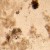 Odwrócony mikroskop biologiczny ?yfrowy MAGUS Bio VD350-1771441